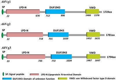 Identification and Expression Patterns of Three Vitellogenin Genes and Their Roles in Reproduction of the Alligatorweed Flea Beetle Agasicles hygrophila (Coleoptera: Chrysomelidae)